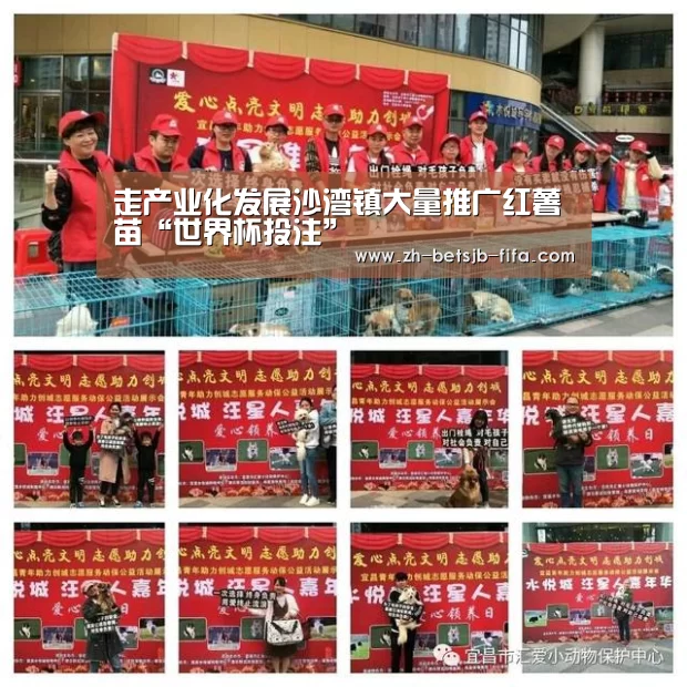 走产业化发展沙湾镇大量推广红薯苗“世界杯投注”(图1) 世界杯外围买球