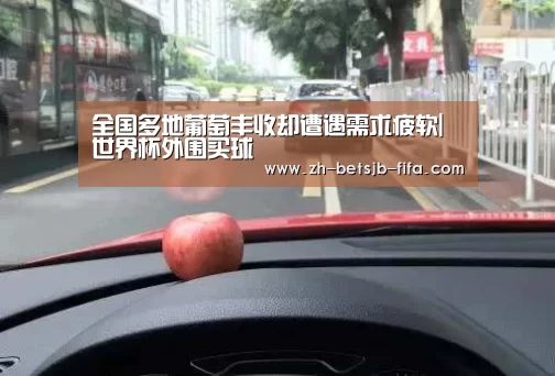 全国多地葡萄丰收却遭遇需求疲软|世界杯外围买球(图2) 世界杯外围买球